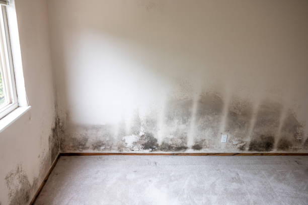 Mold Remediation for Vacation Homes in Upland, PA
