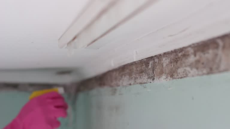 Professional Mold Removal in Upland, PA